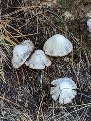 Psathyrella fuscifolia
