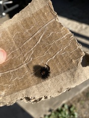 Pyrrharctia isabella
