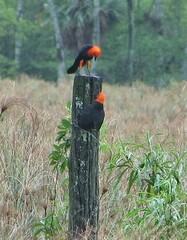 Amblyramphus holosericeus