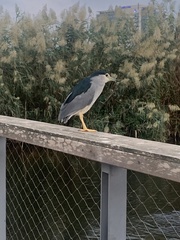 Nycticorax nycticorax