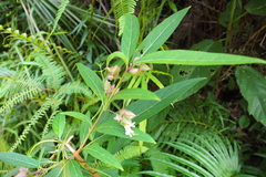 Clerodendrum fortunatum