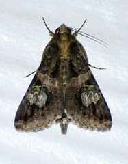 Melipotis famelica