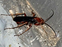 Tachypompilus ferrugineus