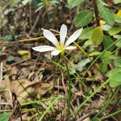 Zephyranthes candida