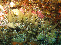 Ciocalypta penicillus