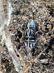 Anisodactylus rusticus