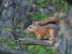 Sciurus anomalus