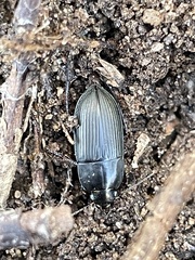 Anisodactylus rusticus