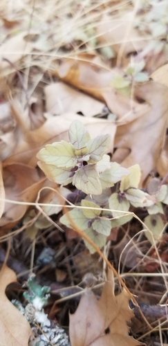 iNaturalist observation photo of yerba buena