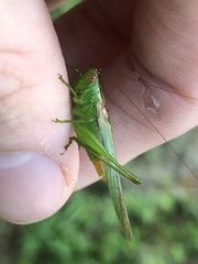 Conocephalus cinereus