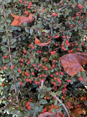 Cotoneaster