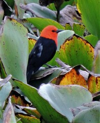 Amblyramphus holosericeus