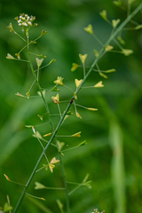 Capsella bursa-pastoris