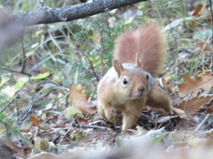 Sciurus anomalus