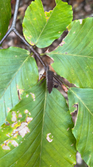 Leptoglossus oppositus