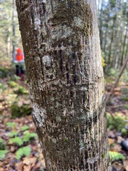 Acer pensylvanicum