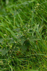 Capsella bursa-pastoris