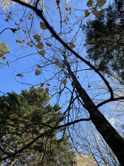 Acer pensylvanicum