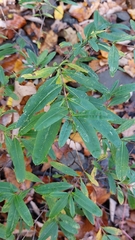 Hypericum prolificum