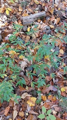 Hypericum prolificum