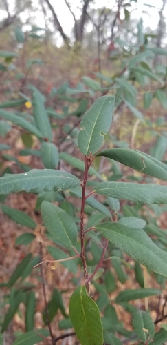 iNaturalist observation photo of coffeeberry