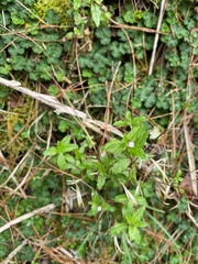 Epilobium amurense