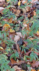 Hypericum prolificum