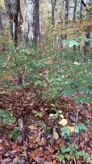 Hypericum prolificum