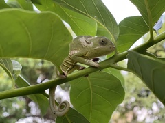 Chamaeleo dilepis