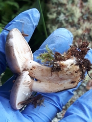 Lactarius affinis viridilactis