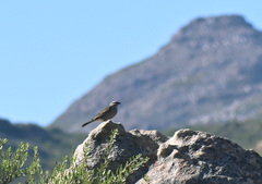 Emberiza capensis capensis