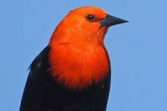 Amblyramphus holosericeus