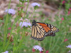 Danaus plexippus