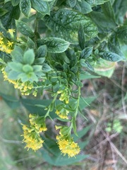 Procecidochares atra