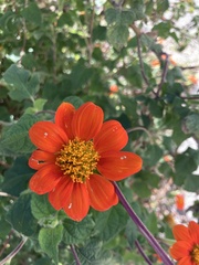 Tithonia rotundifolia