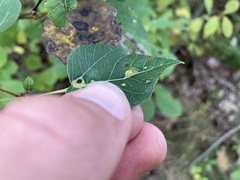 Harmandiola tremulae