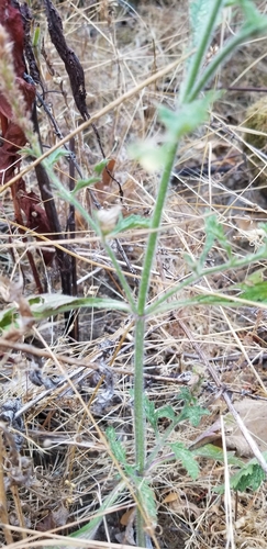 iNaturalist observation photo of western vervain
