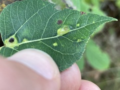 Harmandiola tremulae