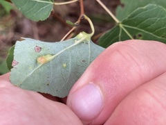 Harmandiola tremulae