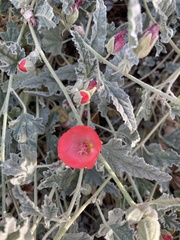 Sphaeralcea angustifolia