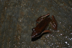 Indosylvirana nicobariensis