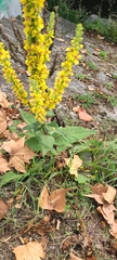 Verbascum phlomoides