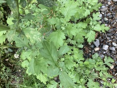 Tanacetum parthenium