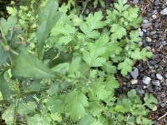 Tanacetum parthenium