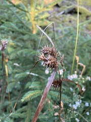 Carex lurida