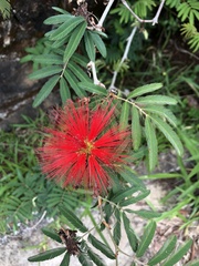 Calliandra selloi