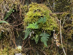 Aleuritopteris argentea