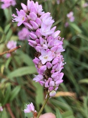 Persicaria bicornis