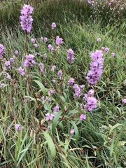 Persicaria bicornis