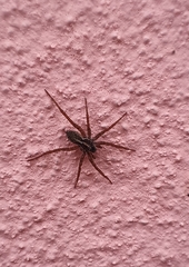 Lycosoides coarctata